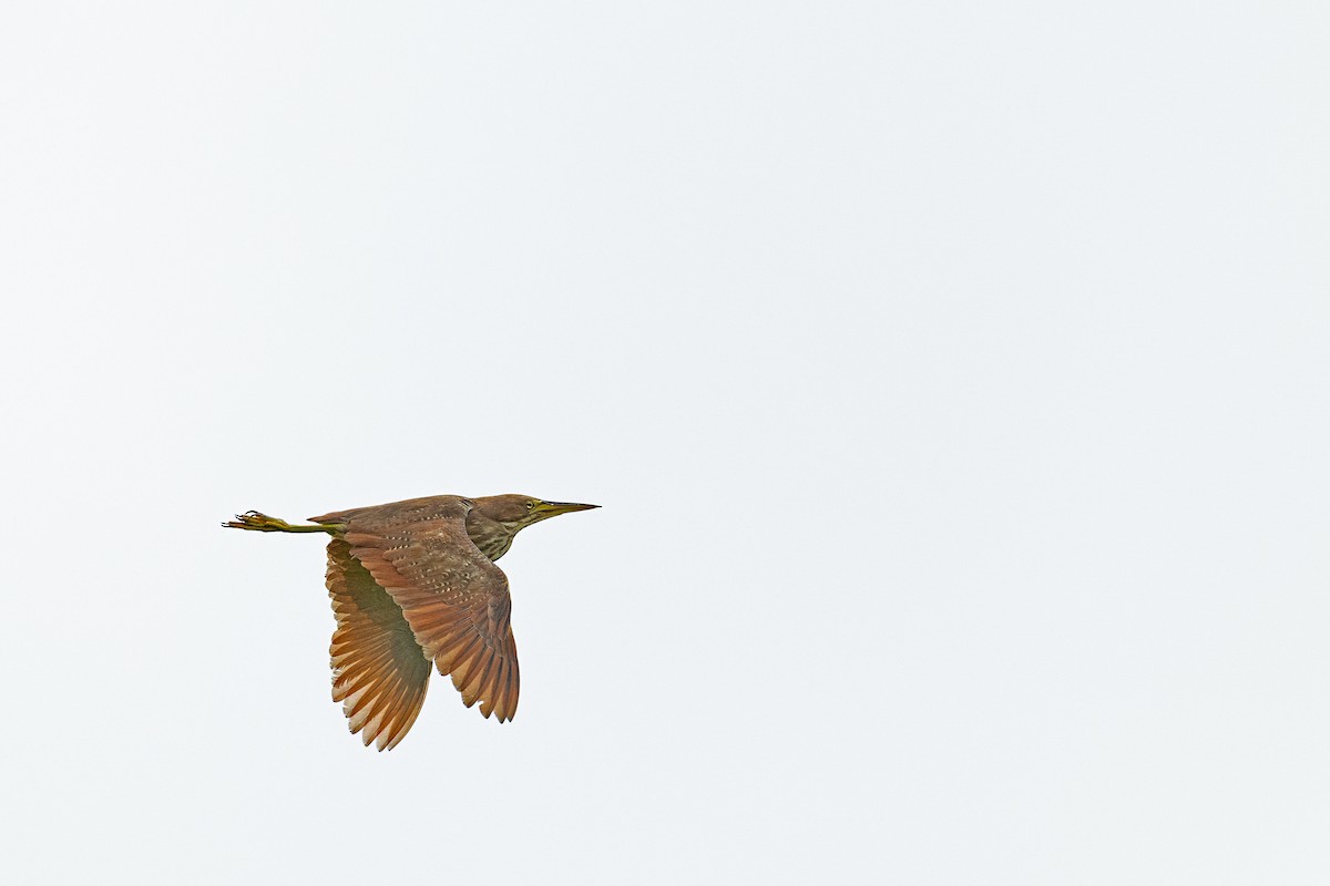 Cinnamon Bittern - ML641391877