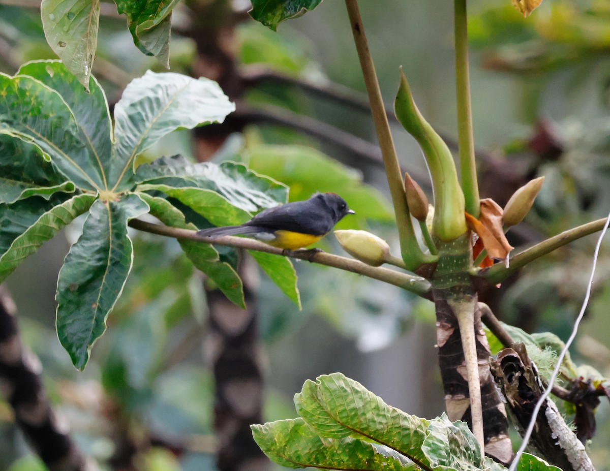 Slate-throated Redstart - ML641391883
