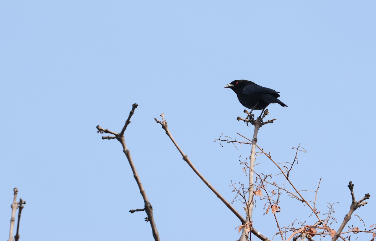 Bronzed Cowbird - ML641391889
