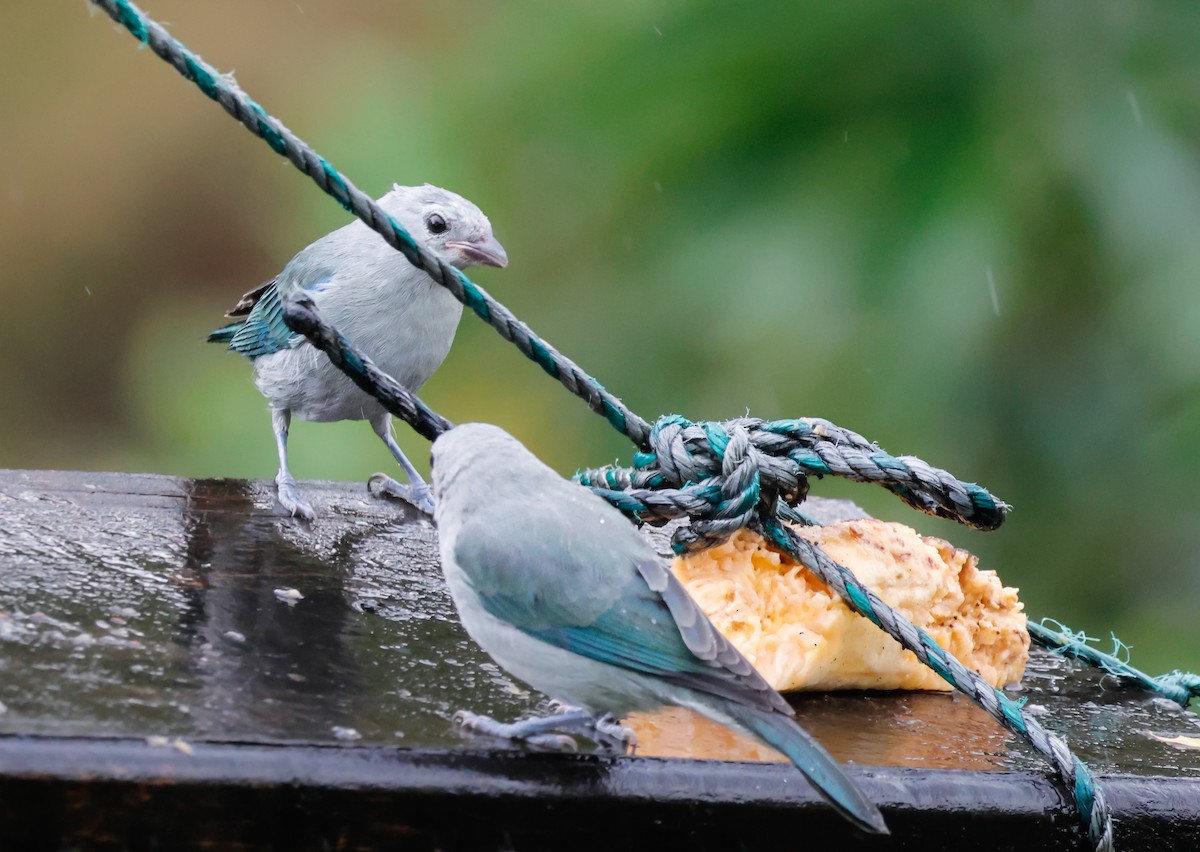 Blue-gray Tanager - ML641391894