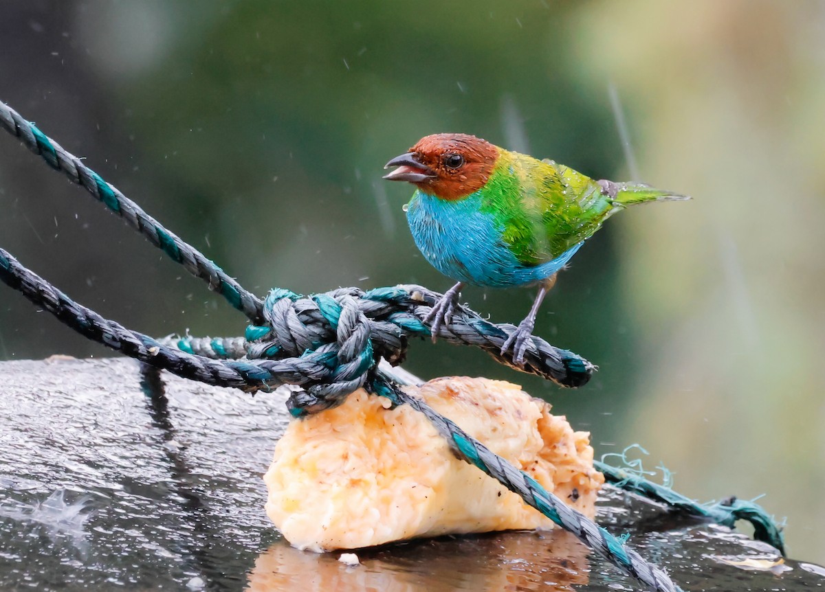 Bay-headed Tanager - ML641391903