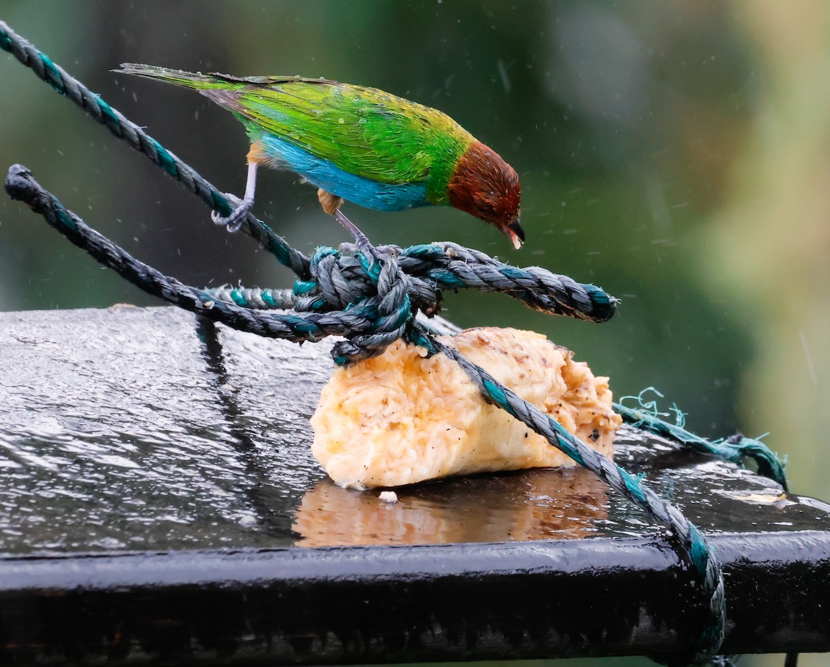 Bay-headed Tanager - ML641391905