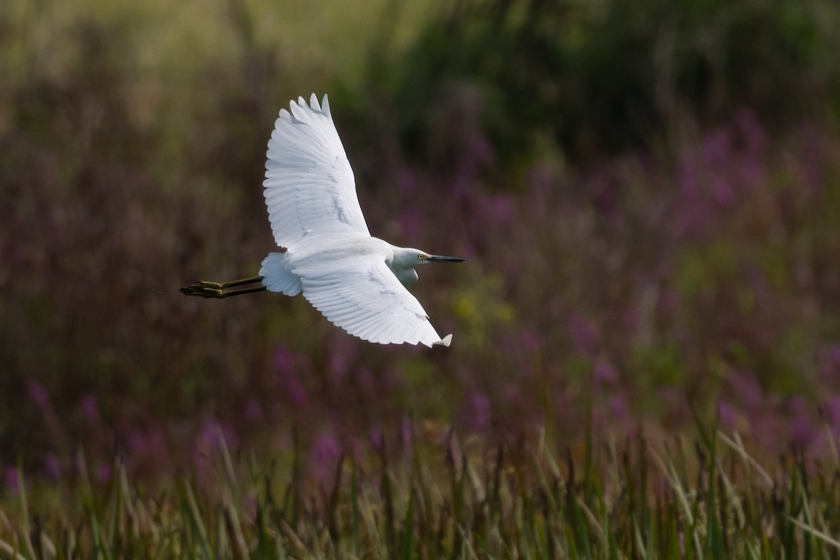 Snowy Egret - ML641391922