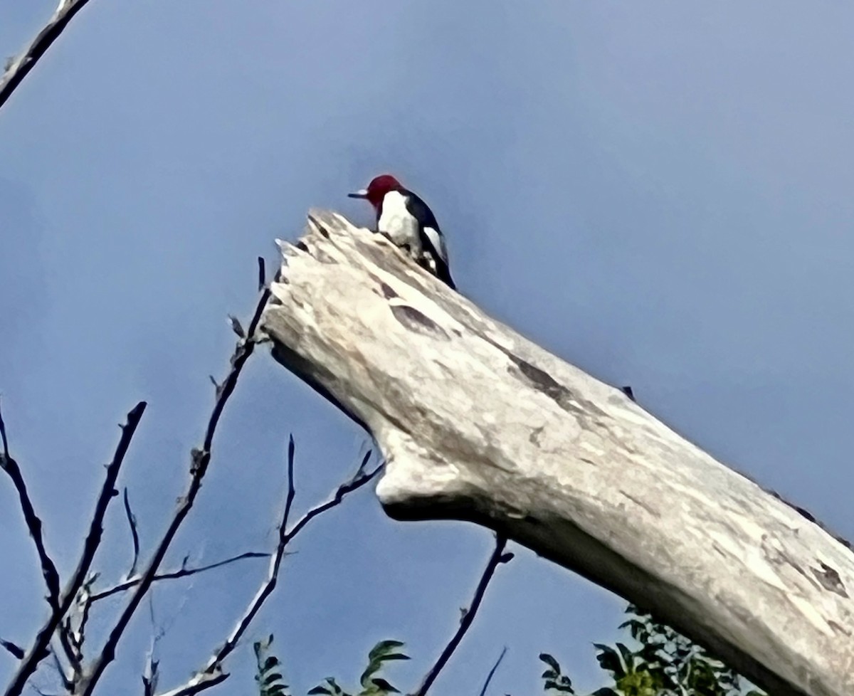 Red-headed Woodpecker - ML641391928