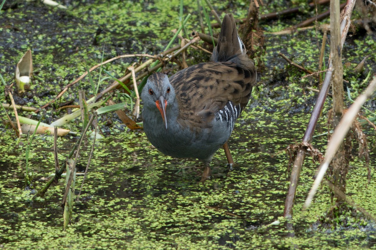 Water Rail - ML641391944