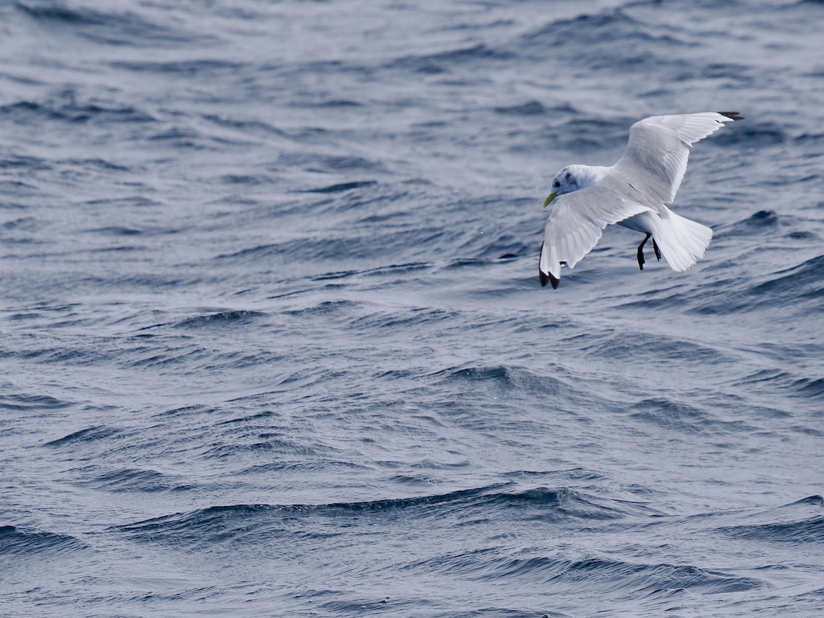 Mouette tridactyle - ML641391955