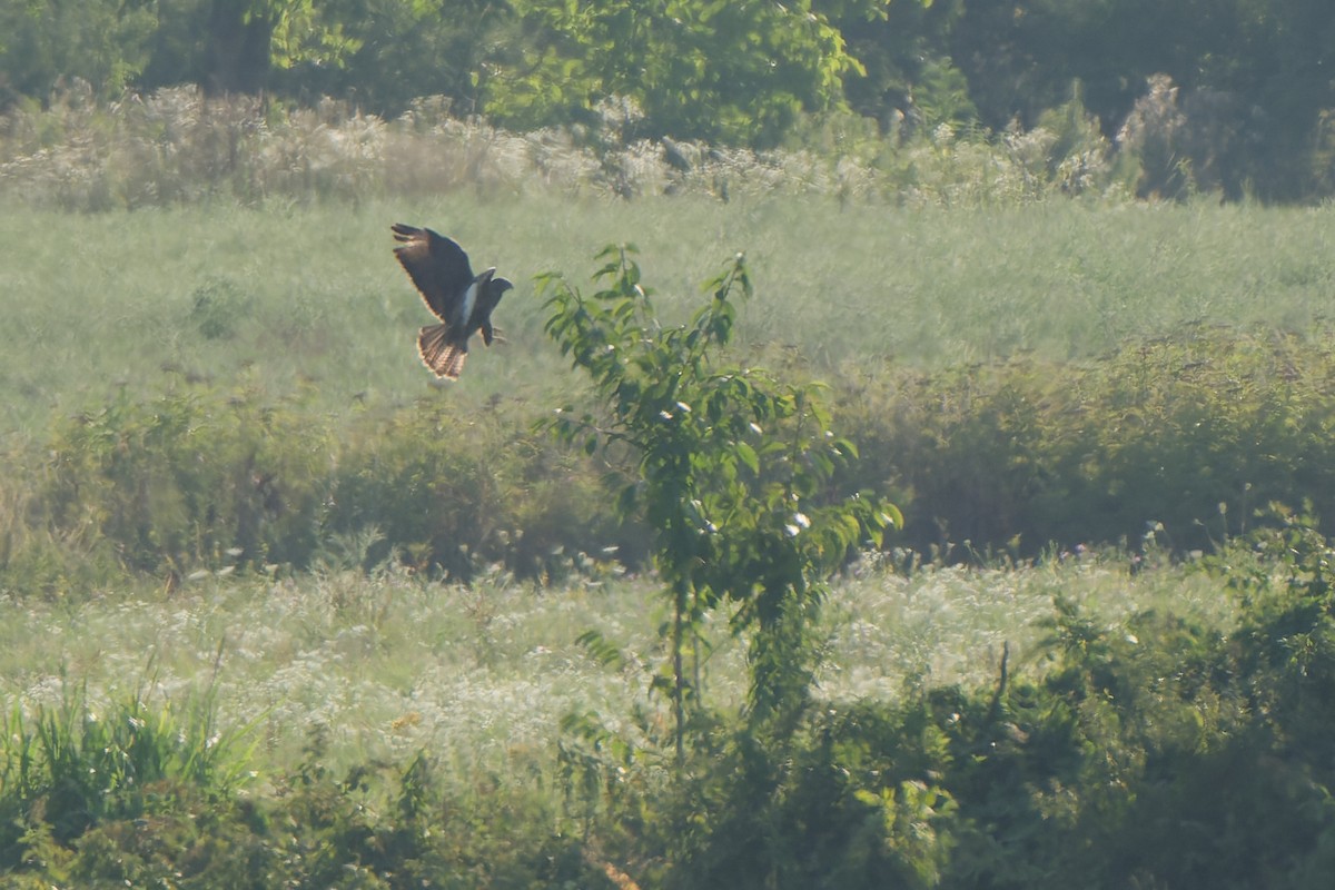 Buse variable - ML641391961