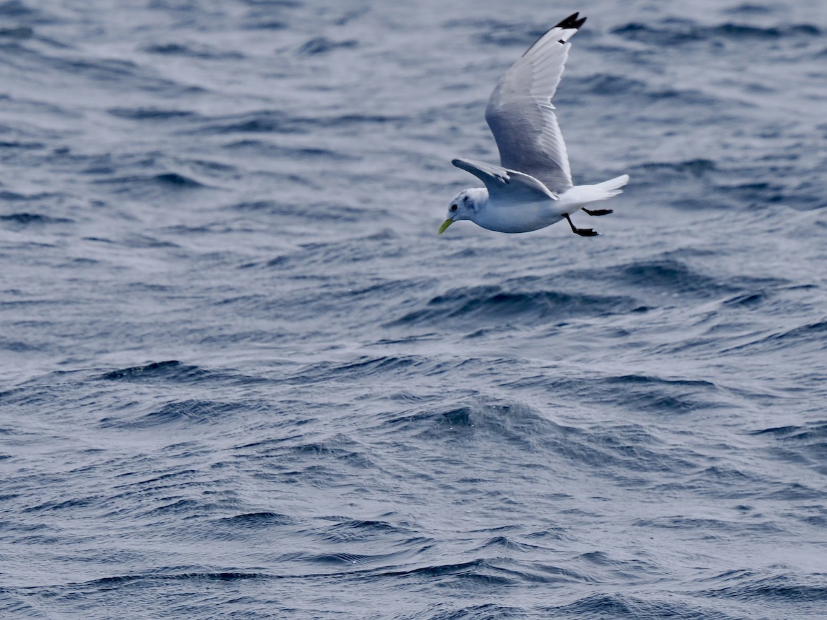Mouette tridactyle - ML641391963