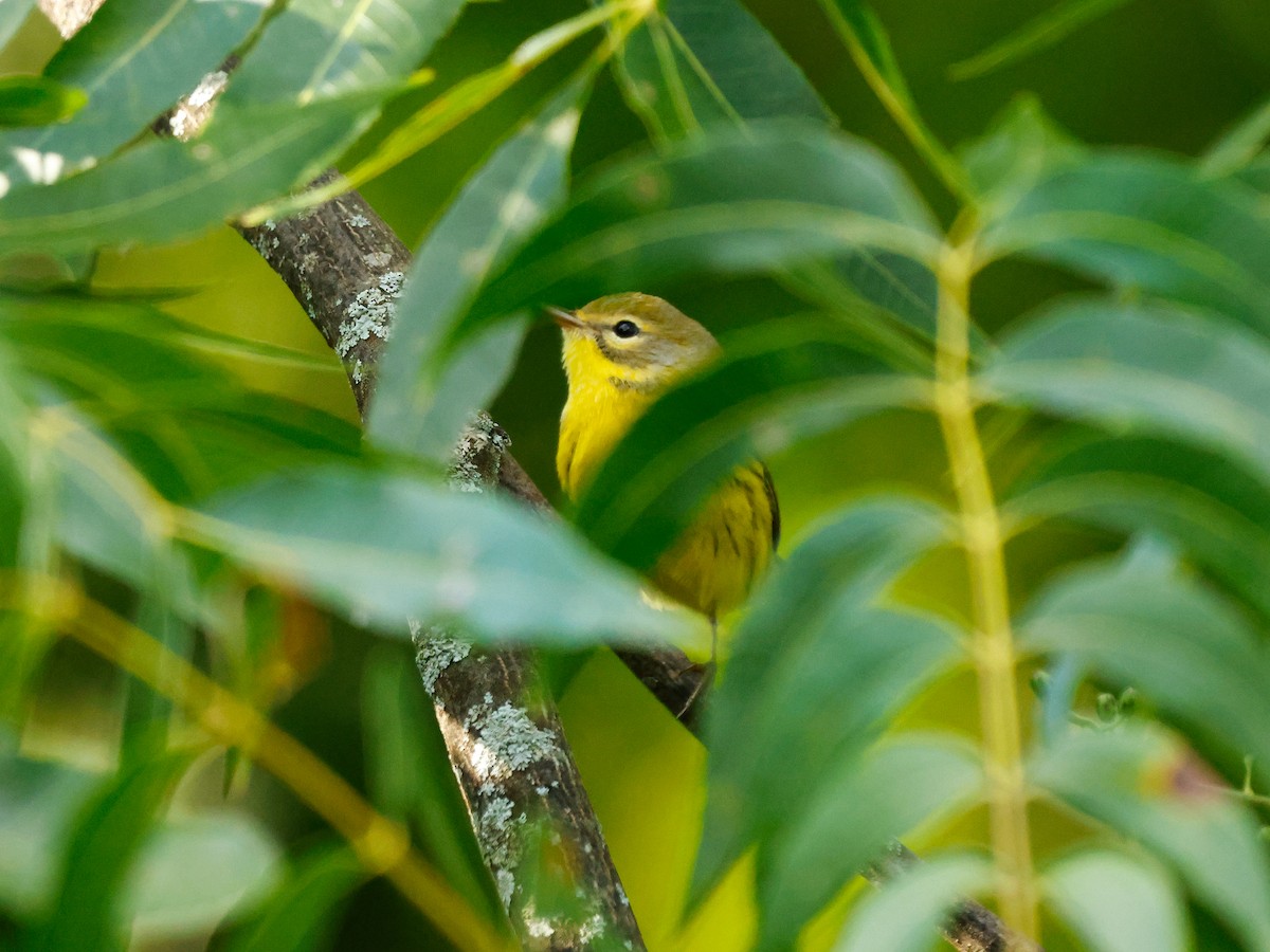 Paruline des prés - ML641391985