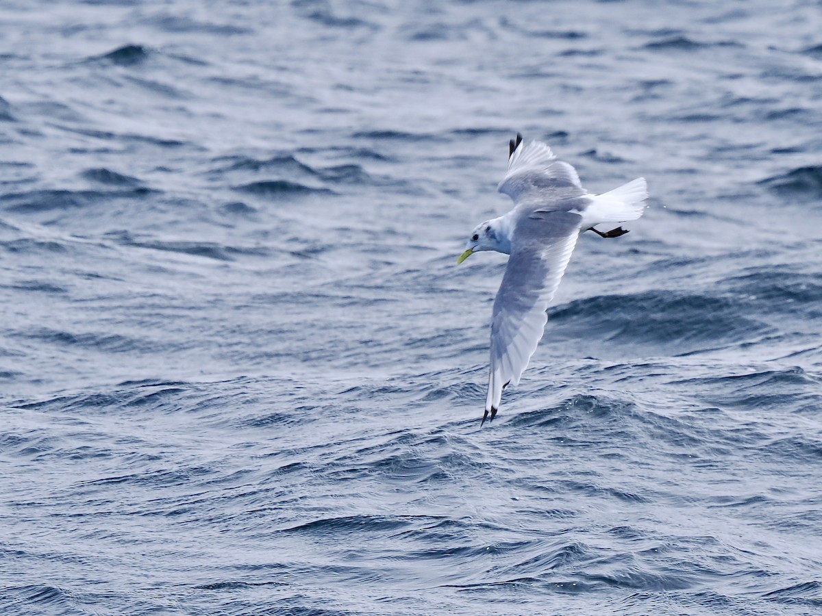 Mouette tridactyle - ML641391999