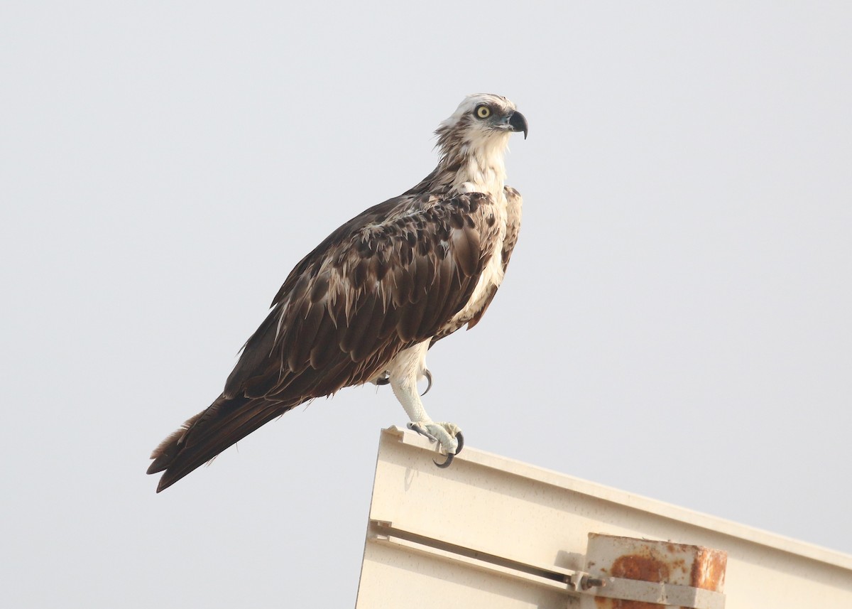 Osprey - ML641392039