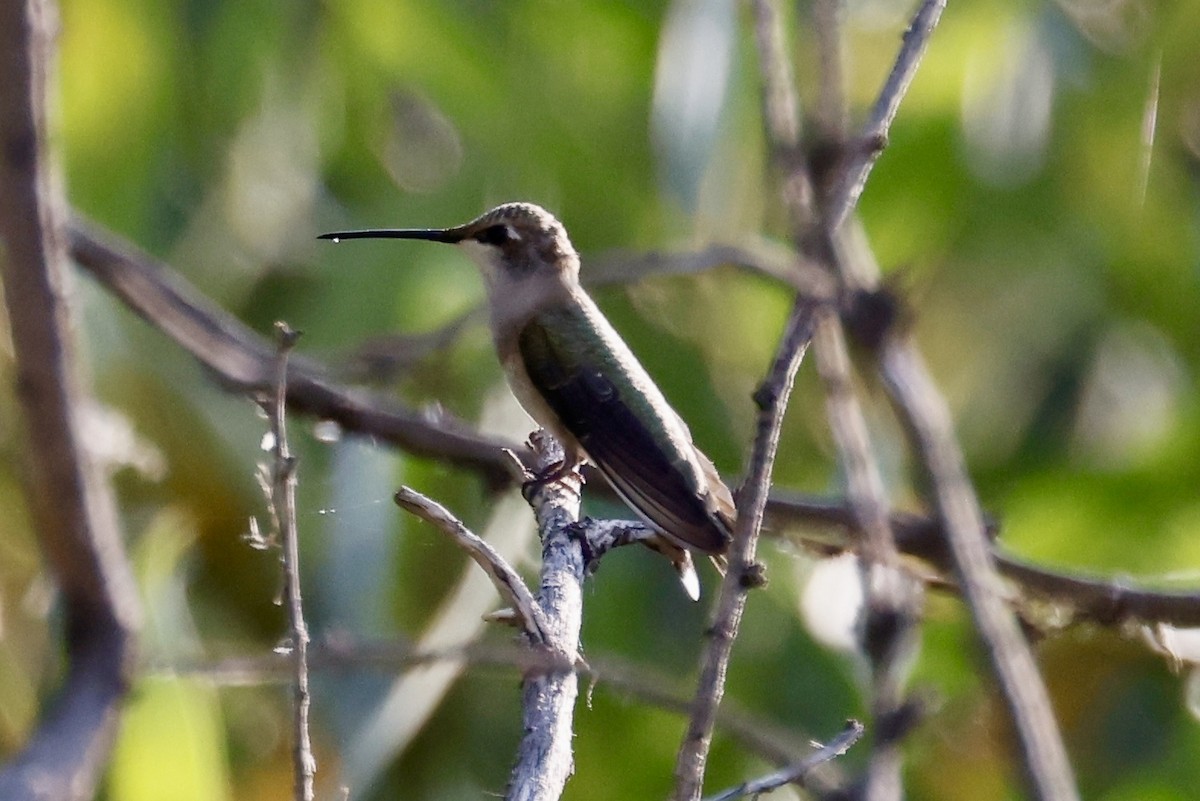 Black-chinned Hummingbird - ML641392041