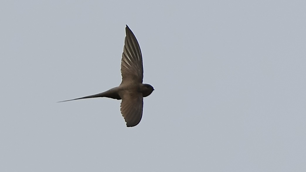 ヤシアマツバメ - ML641392072