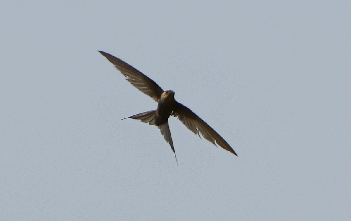 African Palm Swift - ML641392082