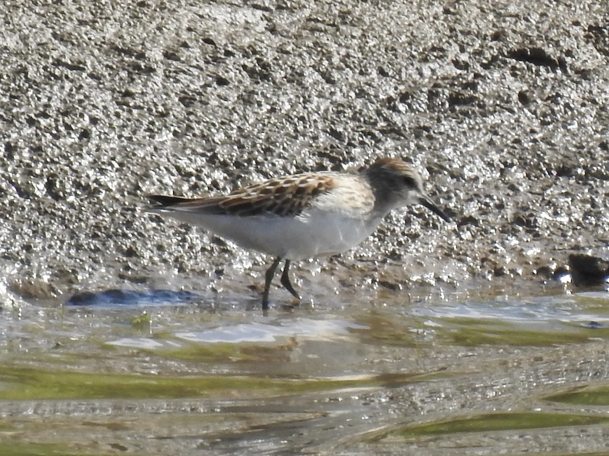 Least Sandpiper - ML641392094