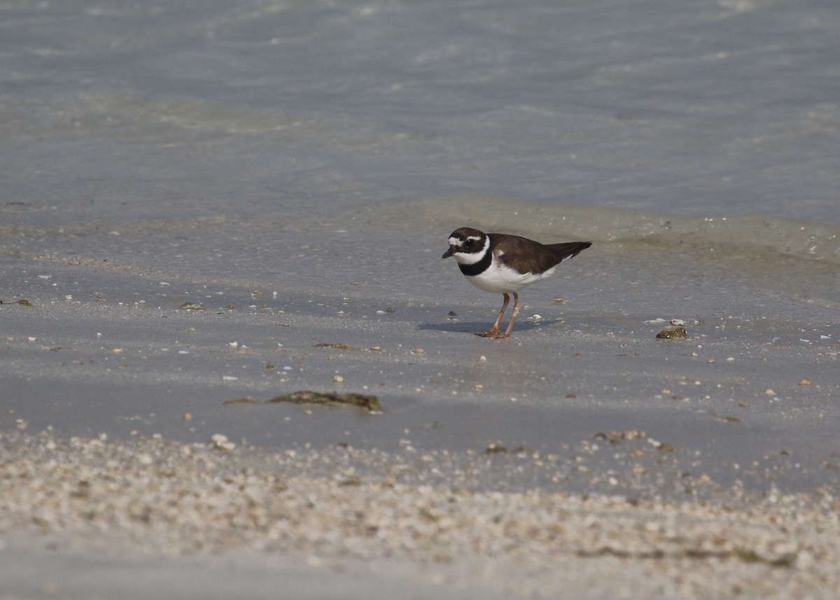 Common Ringed Plover - ML641392101