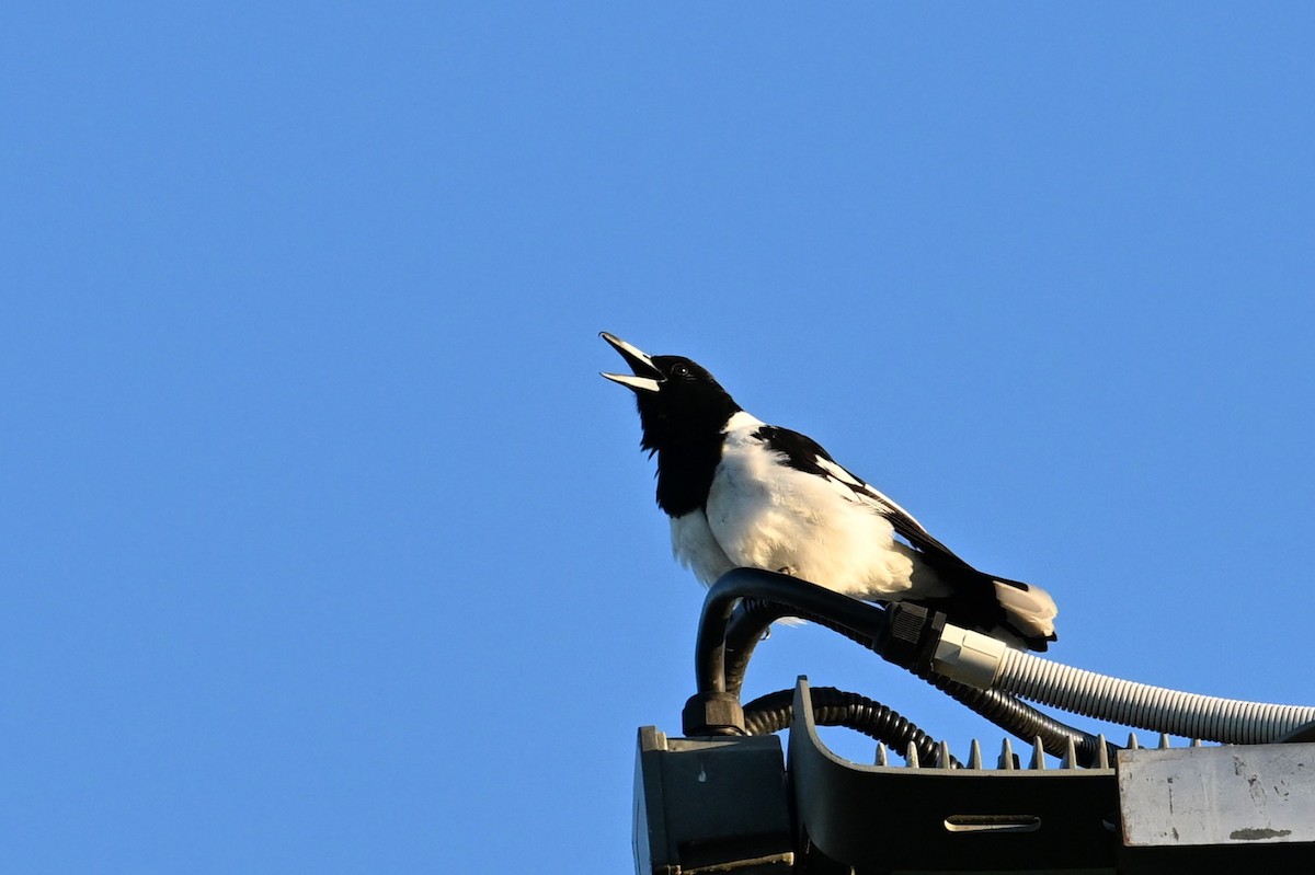 Pied Butcherbird - ML641392128
