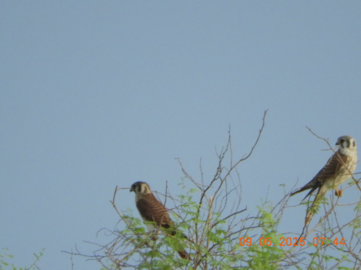 Buntfalke - ML641392156