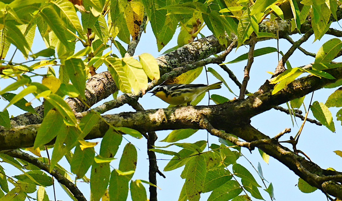 Goldkehl-Waldsänger - ML641392163