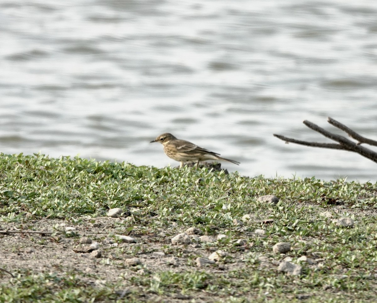 American Pipit - ML641392169