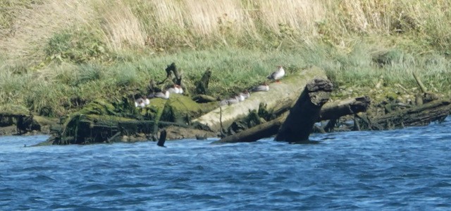 Gänsesäger - ML641392180