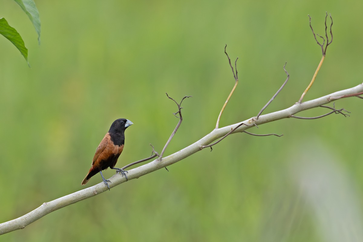 Chestnut Munia - ML641392204