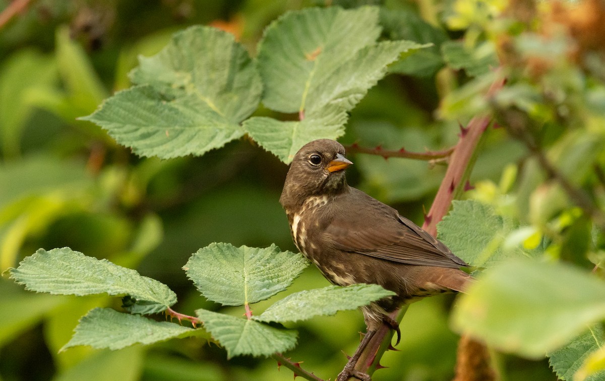 Fox Sparrow - ML641392213