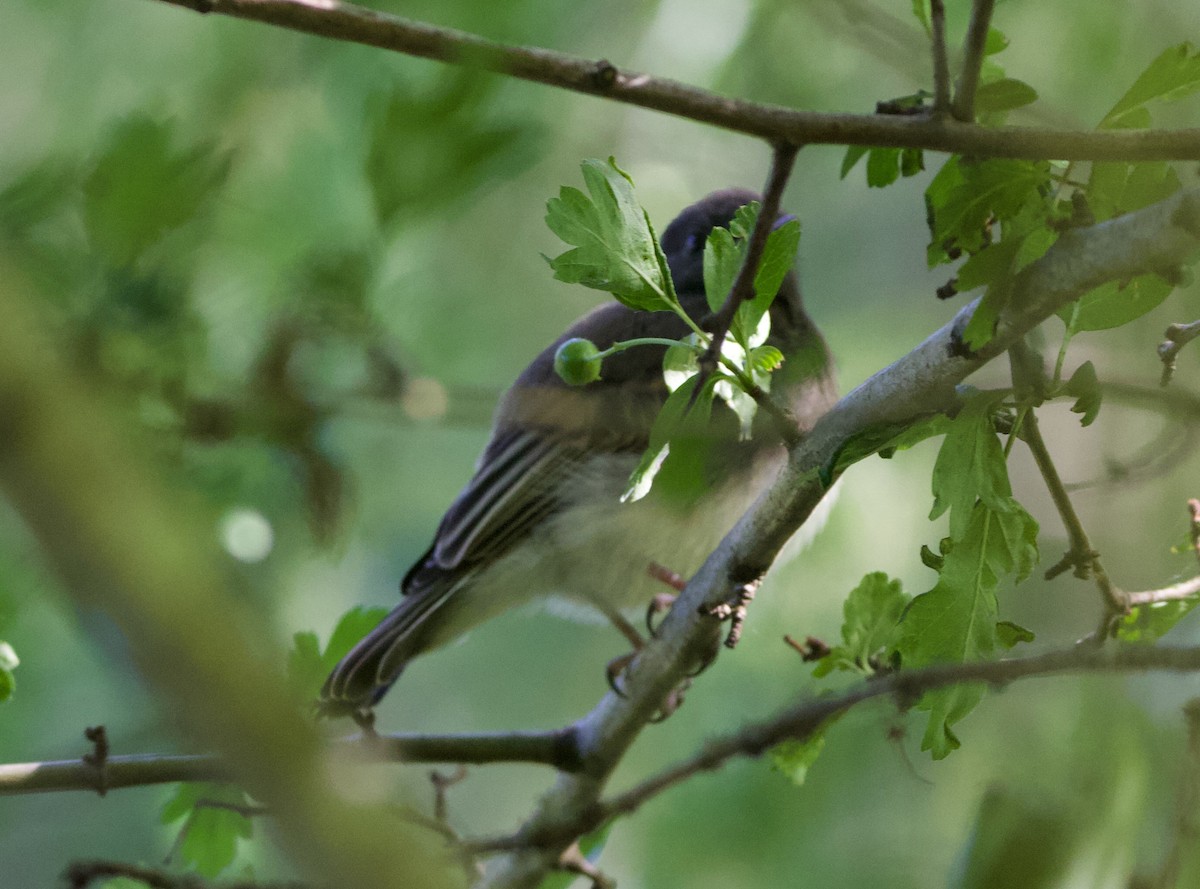Black x Eastern Phoebe (hybrid) - ML641392243