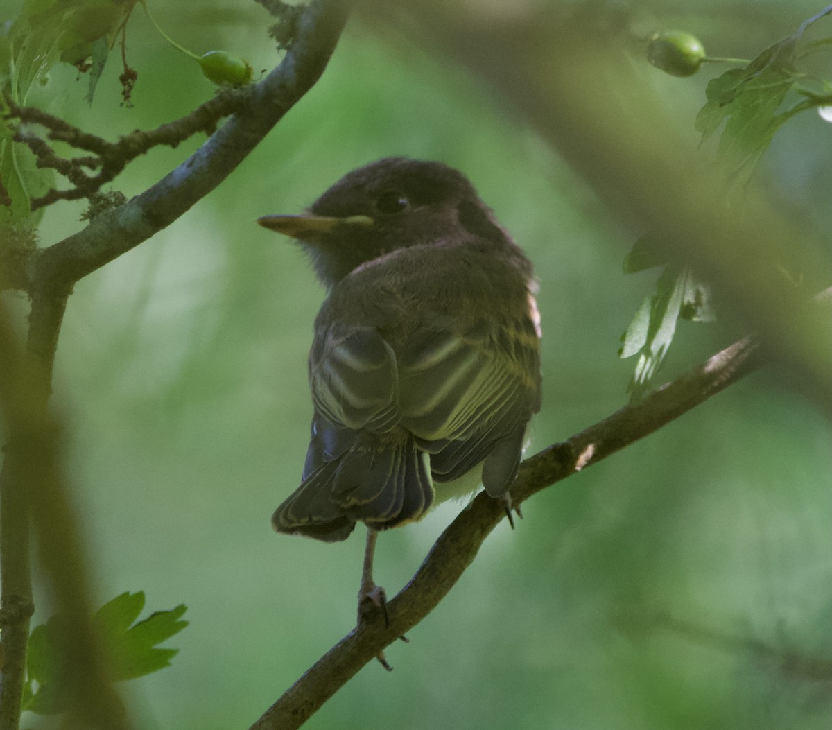 Black x Eastern Phoebe (hybrid) - ML641392244
