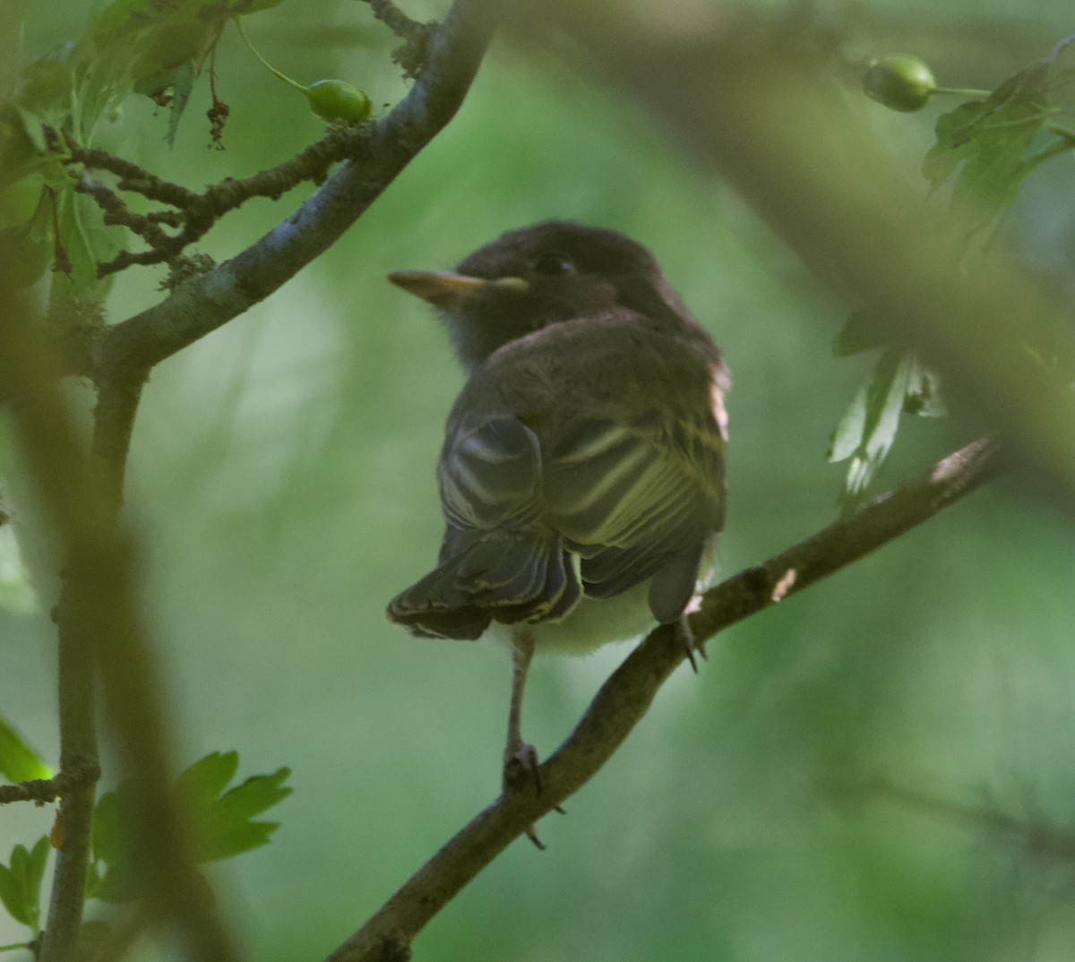 Black x Eastern Phoebe (hybrid) - ML641392245