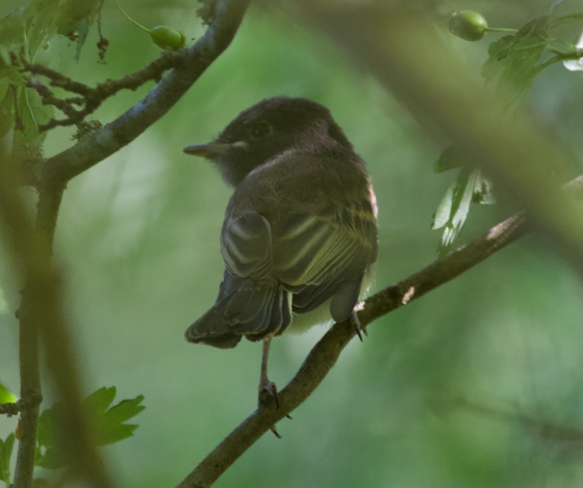 Black x Eastern Phoebe (hybrid) - ML641392246