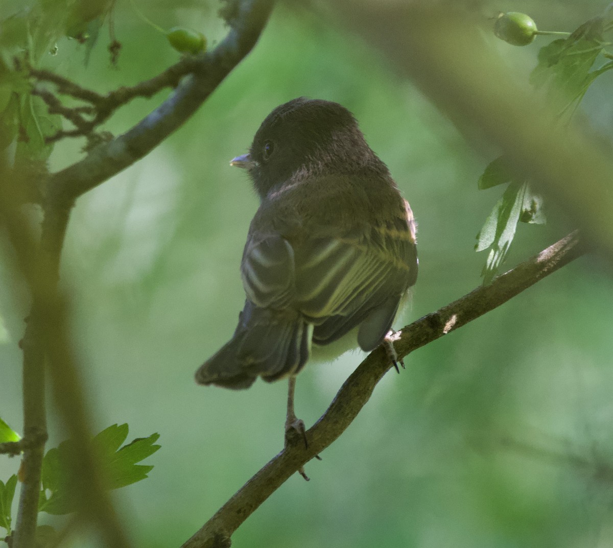 Black x Eastern Phoebe (hybrid) - ML641392247