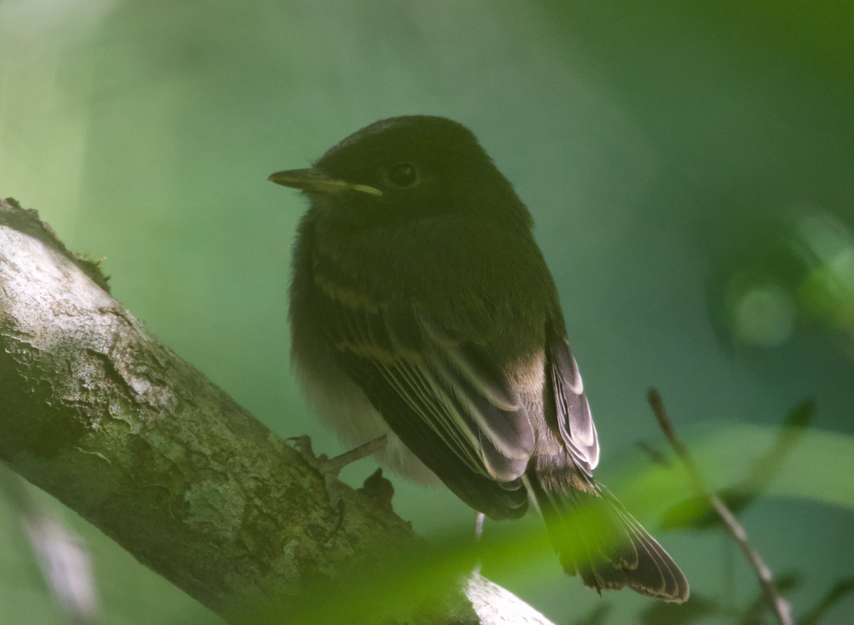 Black x Eastern Phoebe (hybrid) - ML641392248