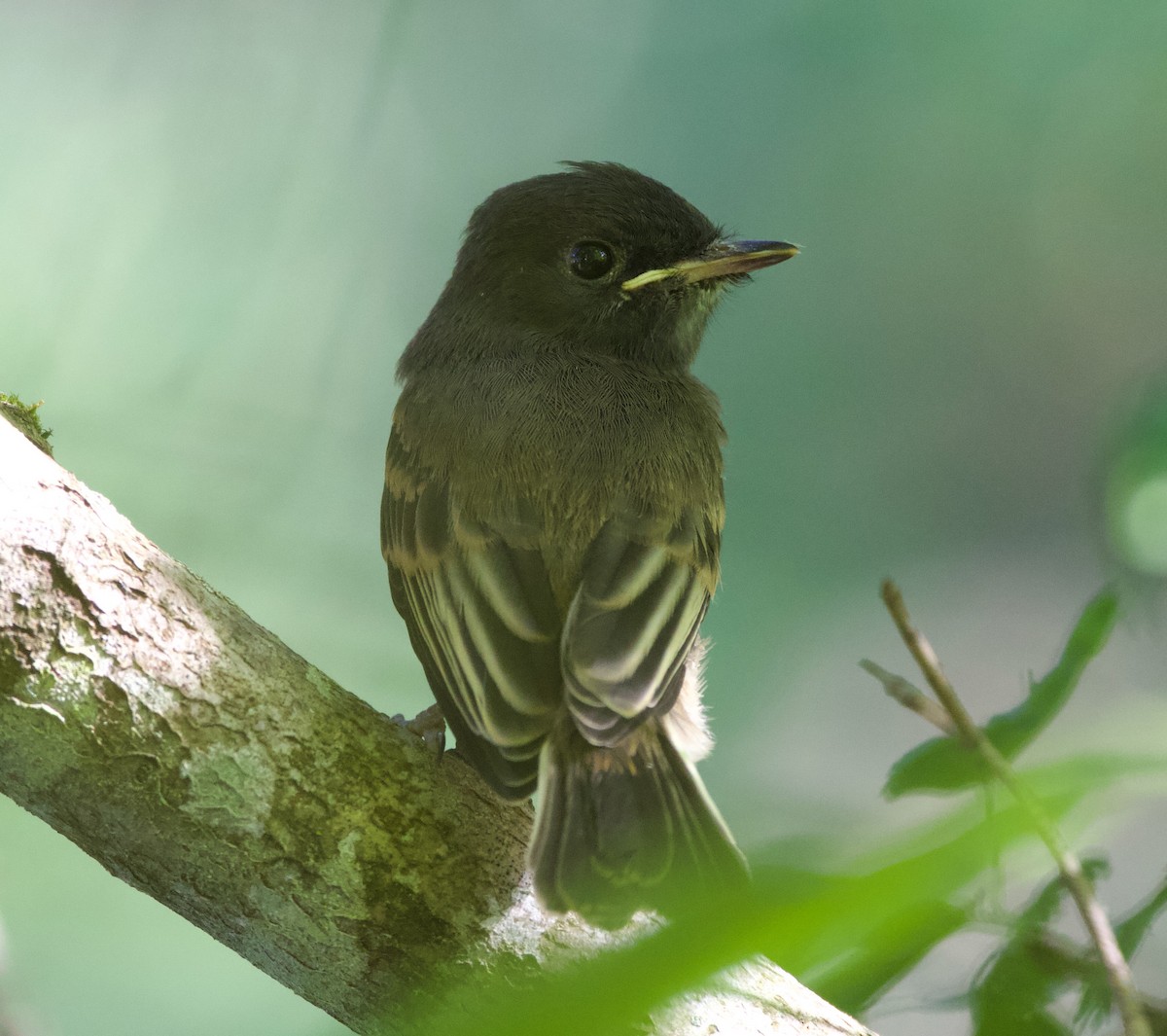Black x Eastern Phoebe (hybrid) - ML641392249