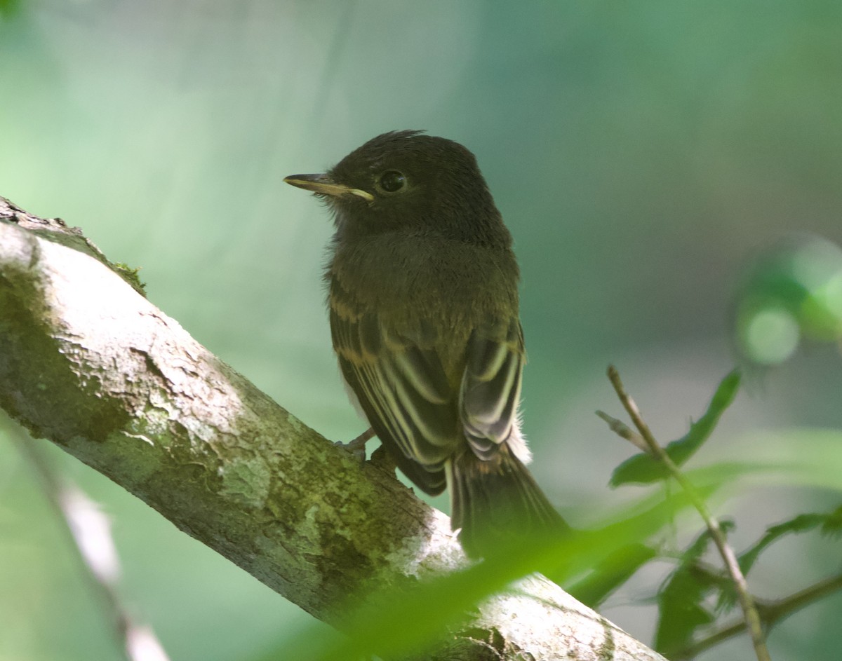 Black x Eastern Phoebe (hybrid) - ML641392250