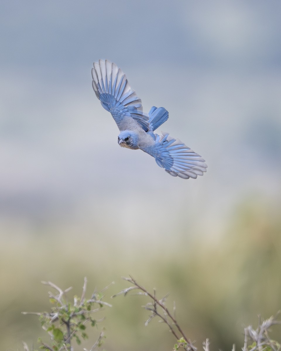 Woodhouse's Scrub-Jay - ML641392252
