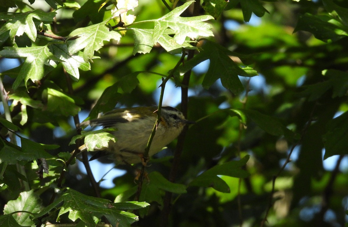 Common Firecrest - ML641392263