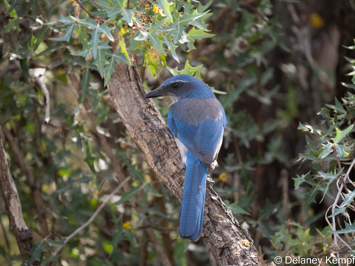 Woodhouse's Scrub-Jay (Woodhouse's) - ML641392267