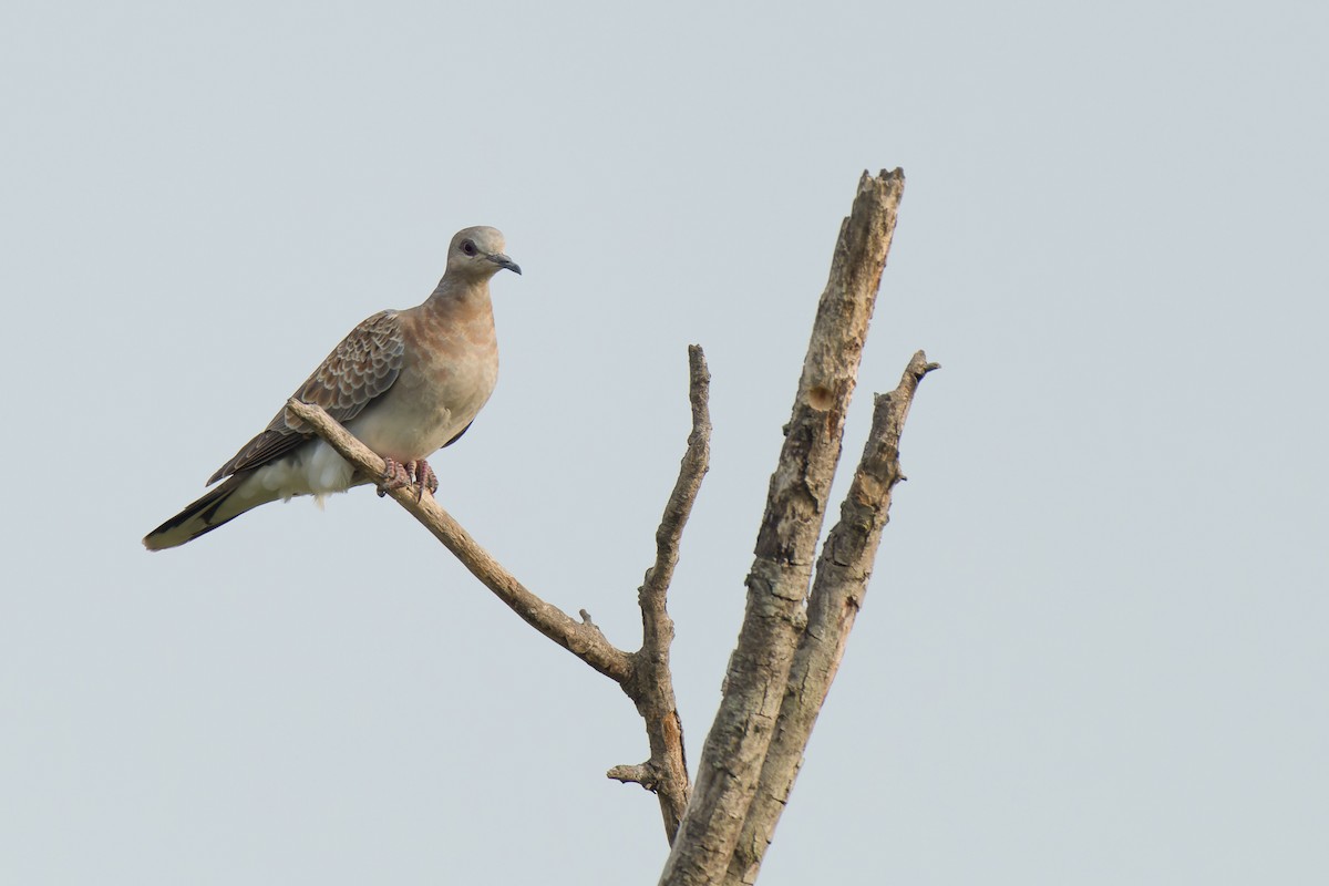 European Turtle-Dove - ML641392271