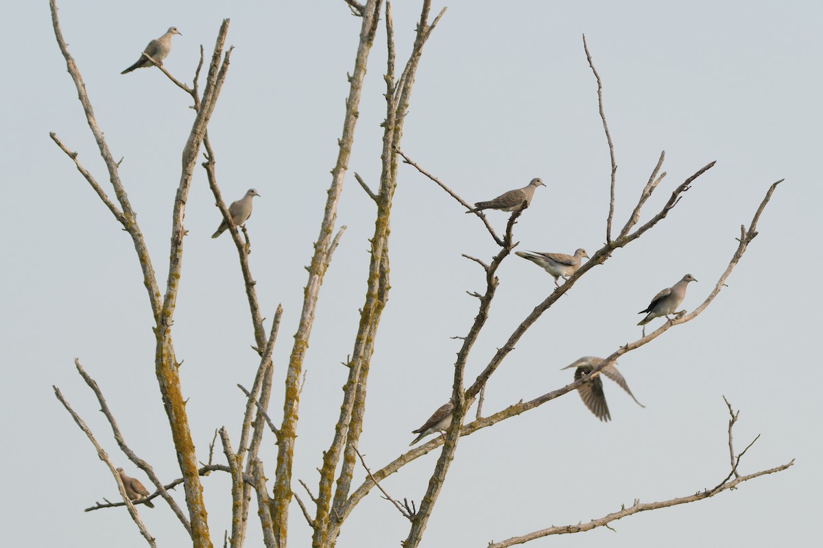 European Turtle-Dove - ML641392272