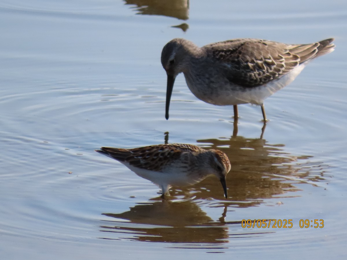 Bindenstrandläufer - ML641392278