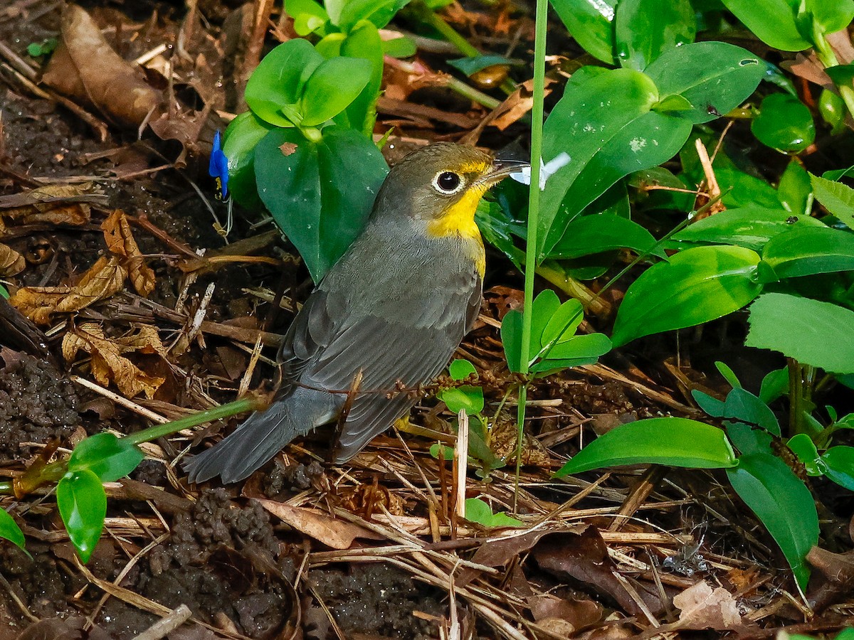 Canada Warbler - ML641392292
