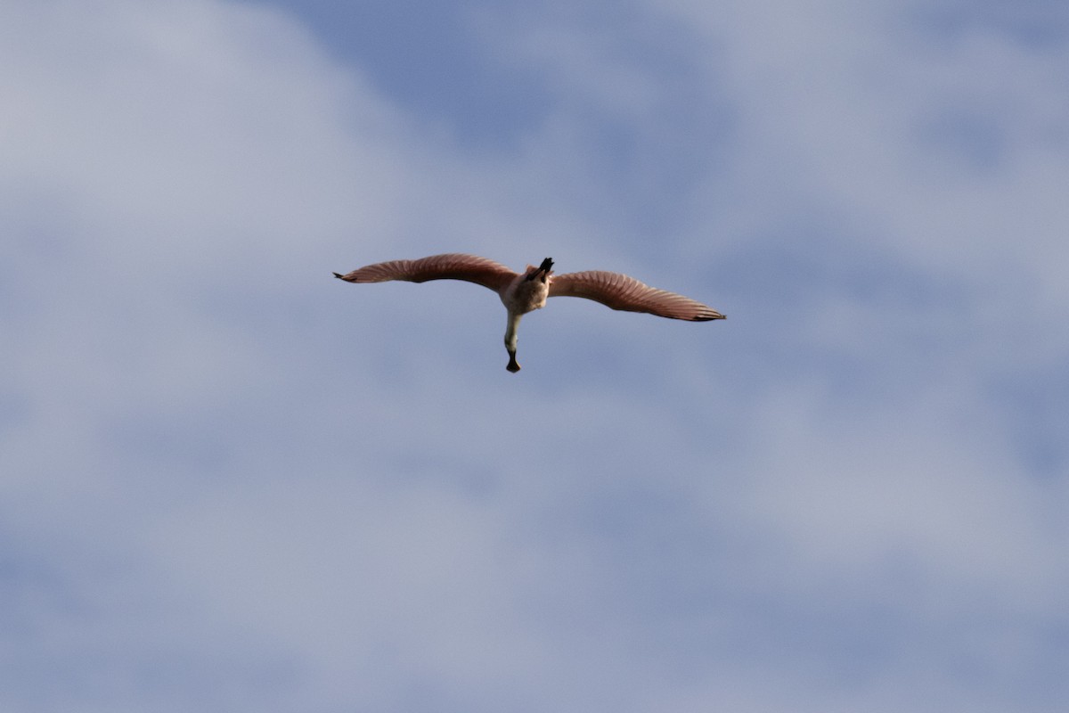 Roseate Spoonbill - ML641392293
