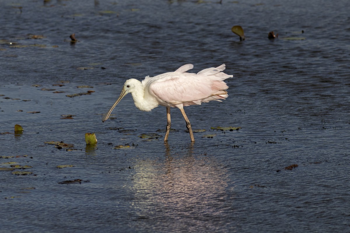 Roseate Spoonbill - ML641392294