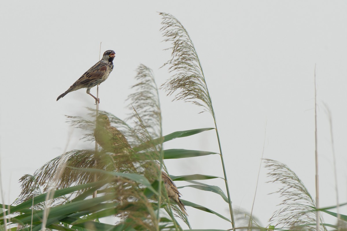 Spanish Sparrow - ML641392308