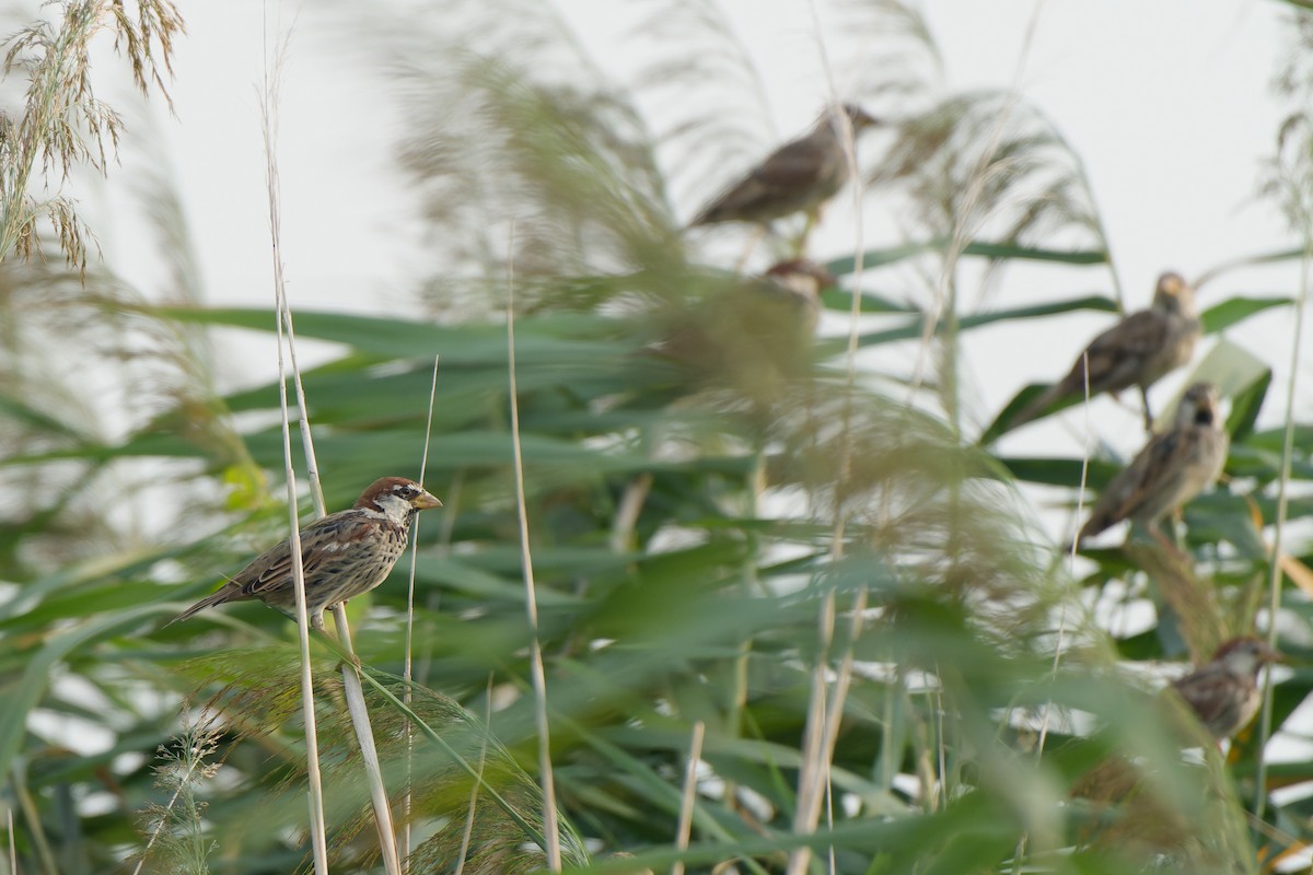 Spanish Sparrow - ML641392309