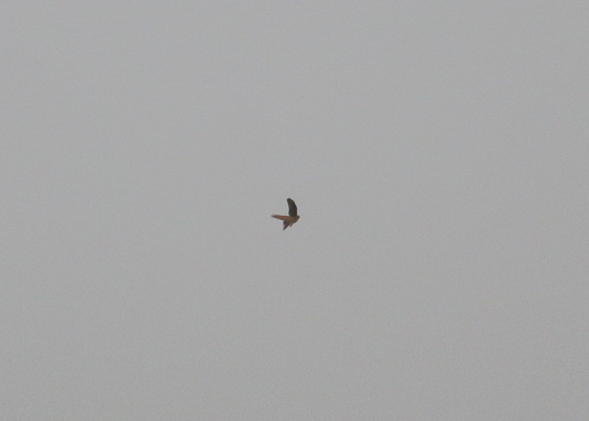 Aerospiza/Tachyspiza/Accipiter/Astur sp. - ML641392312