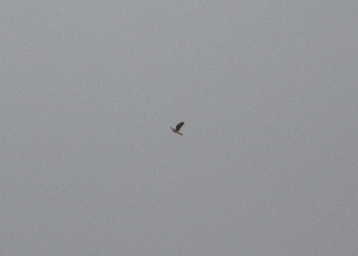 Aerospiza/Tachyspiza/Accipiter/Astur sp. - ML641392314