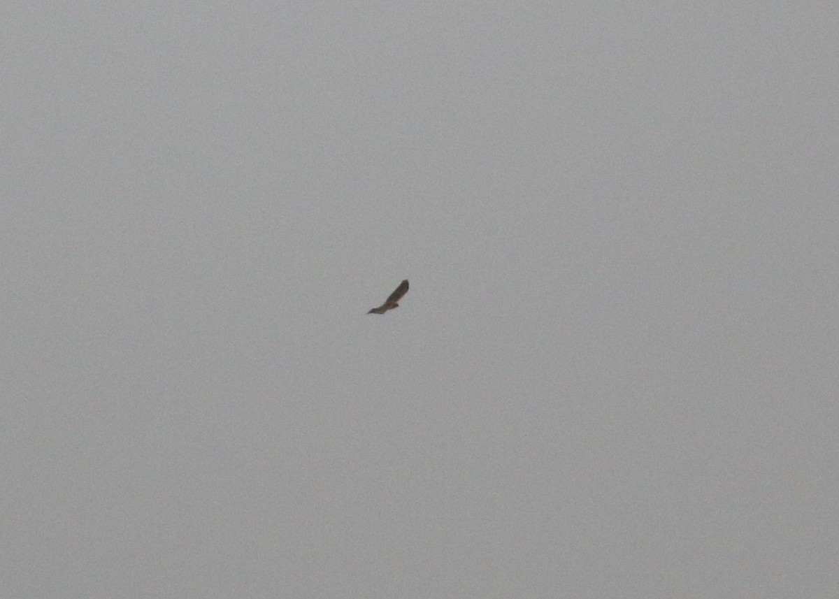 Aerospiza/Tachyspiza/Accipiter/Astur sp. - ML641392315