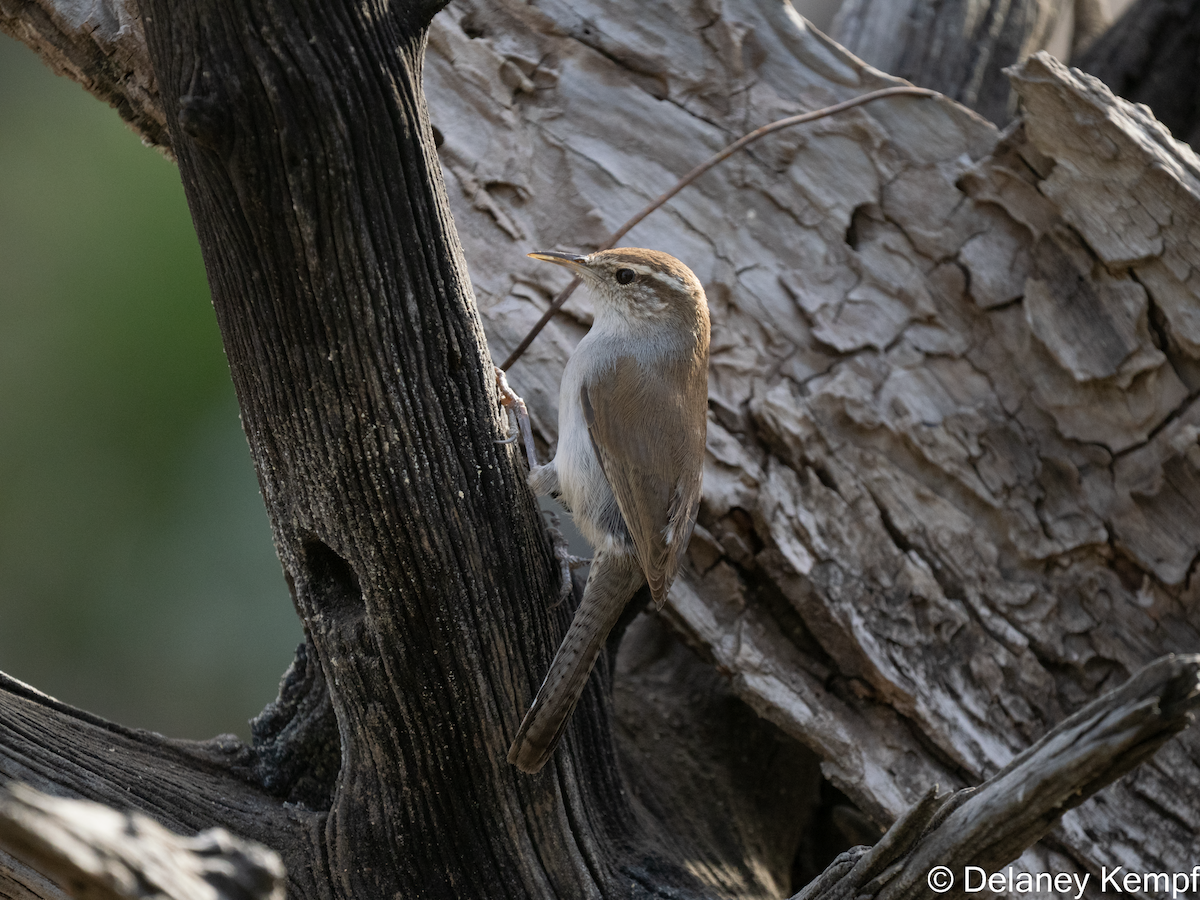 Bewick's Wren - ML641392335